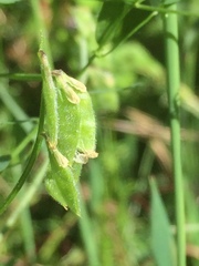 Vicia hirsuta