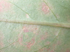 Septoria