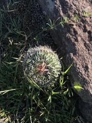 Echinofossulocactus crispatus