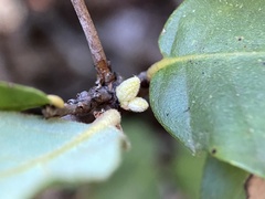 Andricus notholithocarpi