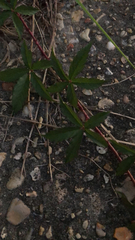 Potentilla reptans