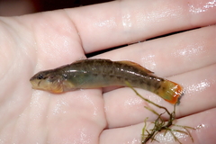 Etheostoma radiosum