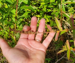 Solidagininae