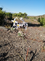 Leucocoryne coronata