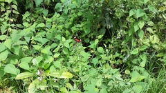 Heliconius clysonymus