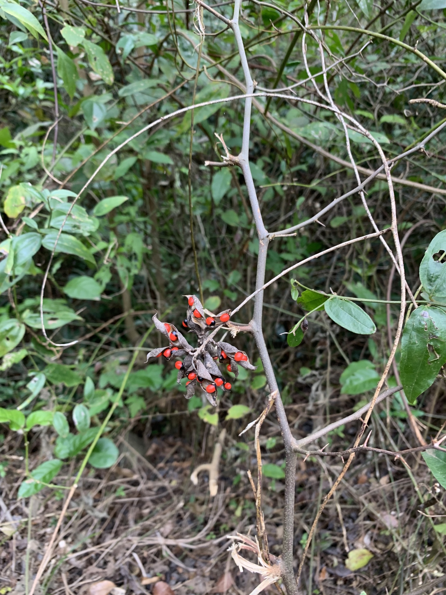 Abrus precatorius