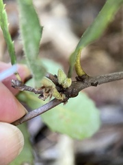 Andricus notholithocarpi