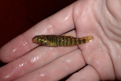 Etheostoma zonale