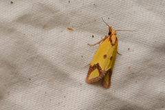 Agapeta zoegana
