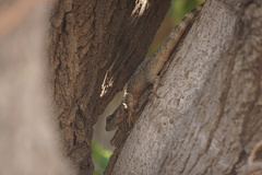Sceloporus poinsettii