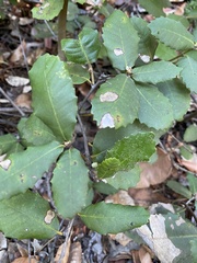 Andricus notholithocarpi