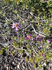 Fagonia chilensis