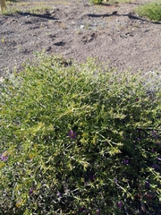 Fagonia chilensis