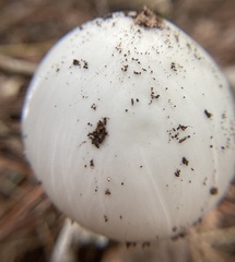 Phalloideae