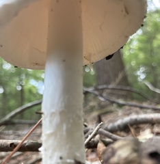 Phalloideae