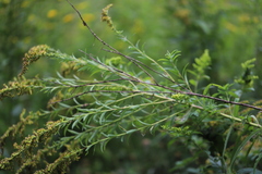 Hymenoscyphus menthae