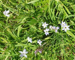 Ipheion uniflorum