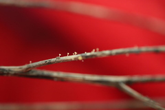 Hymenoscyphus menthae