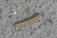 Epipaschia