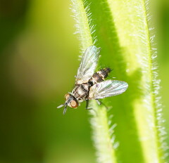 Tachinidae