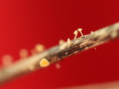 Hymenoscyphus menthae