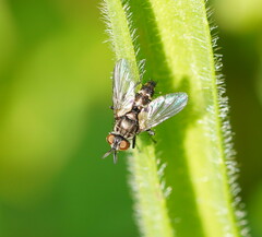 Tachinidae