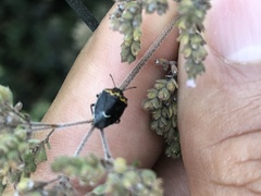 Cosmopepla conspicillaris