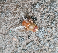 Calliphora ochracea