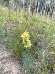 Linaria vulgaris