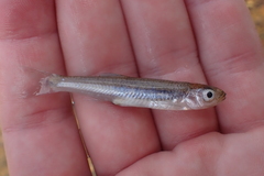 Notropis percobromus