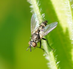 Tachinidae