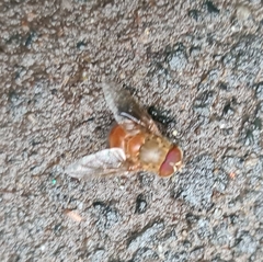 Calliphora ochracea