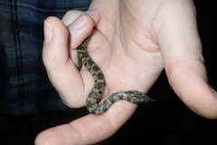 Nerodia sipedon pleuralis