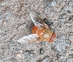 Calliphora ochracea