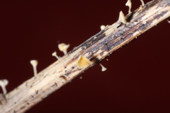 Hymenoscyphus menthae