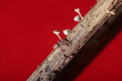 Hymenoscyphus menthae