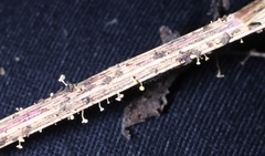 Hymenoscyphus menthae