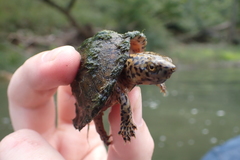 Sternotherus carinatus
