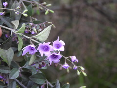 Prostanthera