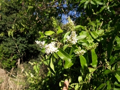 Ligustrum sinense