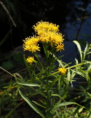 Euthamia occidentalis