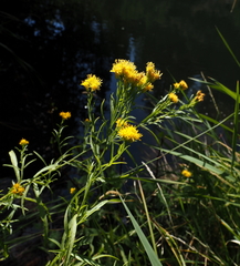 Euthamia occidentalis