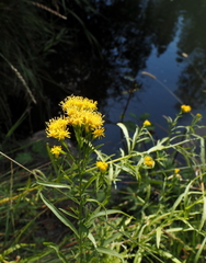 Euthamia occidentalis