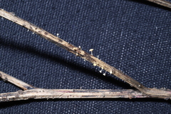 Hymenoscyphus menthae