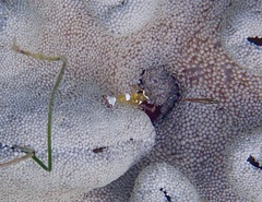 Ancylocaris brevicarpalis