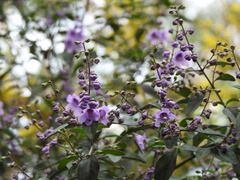 Prostanthera
