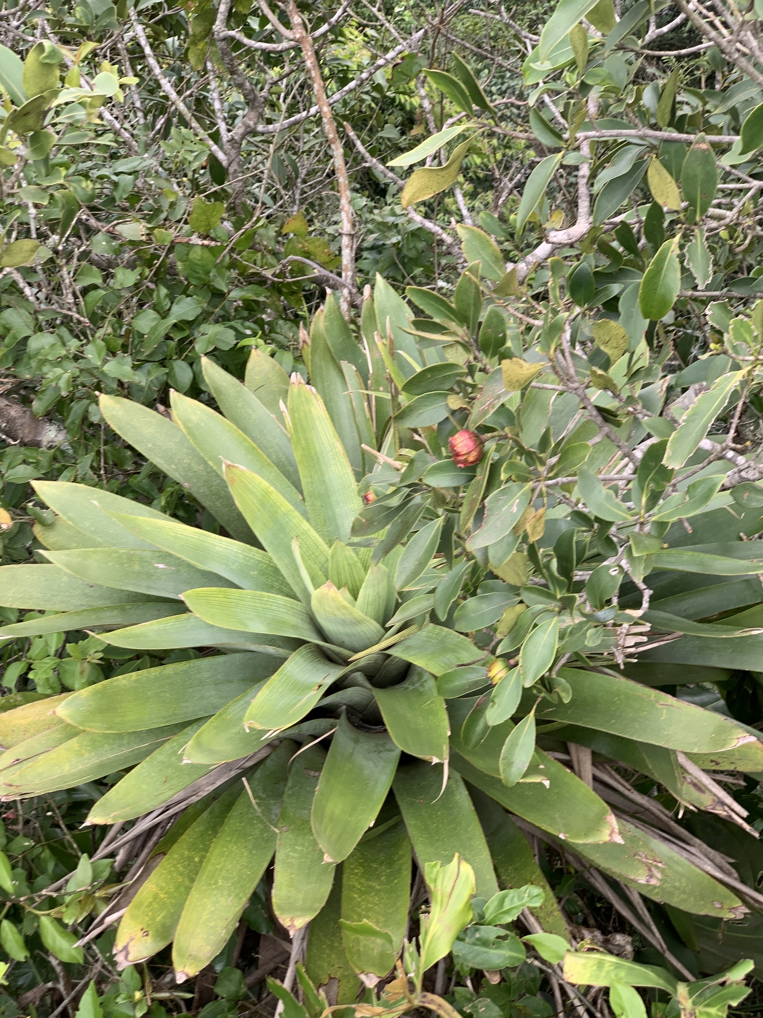 Vriesea gigantea
