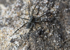Pardosa lapidicina