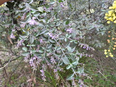 Prostanthera