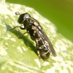 Eumerus